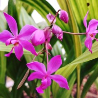 Pompás orchideák a vácrátóti Nemzeti Botanikus Kertben!