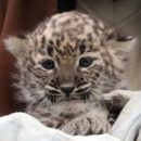 Perzsa leopárd született a Miskolci Állatkertben!
