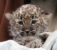 Perzsa leopárd született a Miskolci Állatkertben!