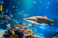 Így eszünk mi - etetési időpontok a Tropicariumban