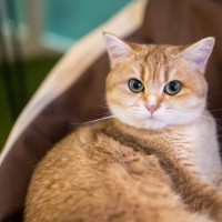 Kuckózzon be a Macska Múzeumba!