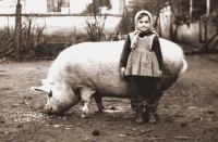 Sváb disznótoros és vezetett séta Ceglédbercelen!