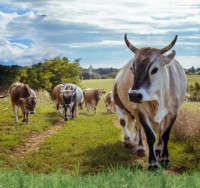 Boldog Boci Fesztivál a Krisna-völgyben!