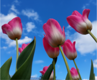 Tulipánözön a Vácrátóti Botanikus Kertben!