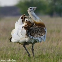 Túzokfesztivál Dévaványán